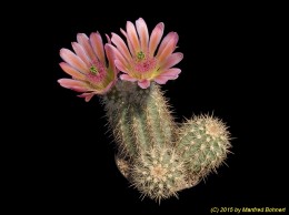 Echinocereus correllii 505